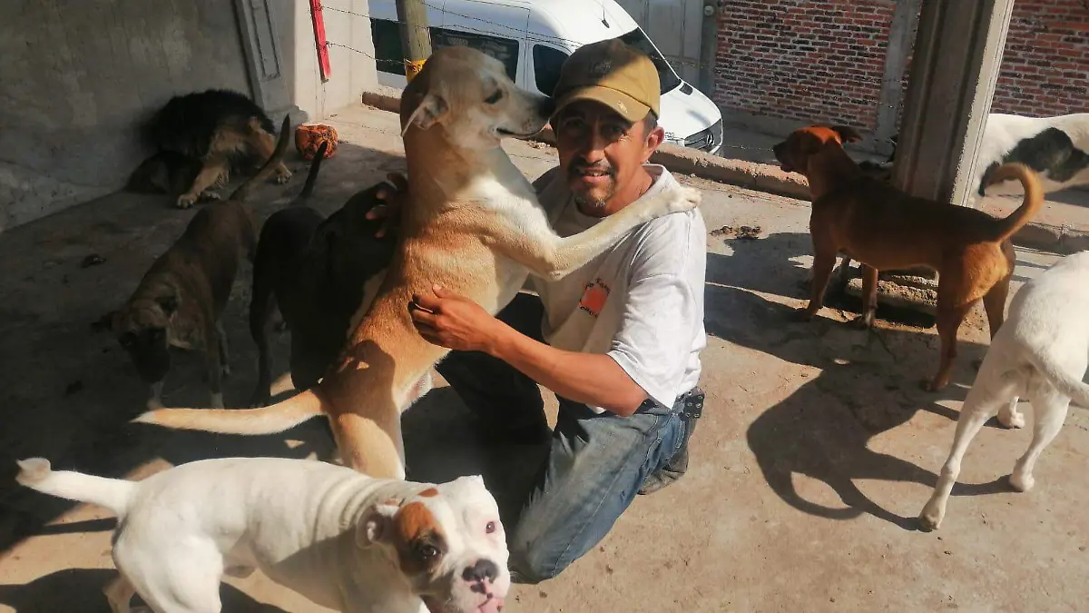 Rescata perros y los manda a Estados Unidos  1