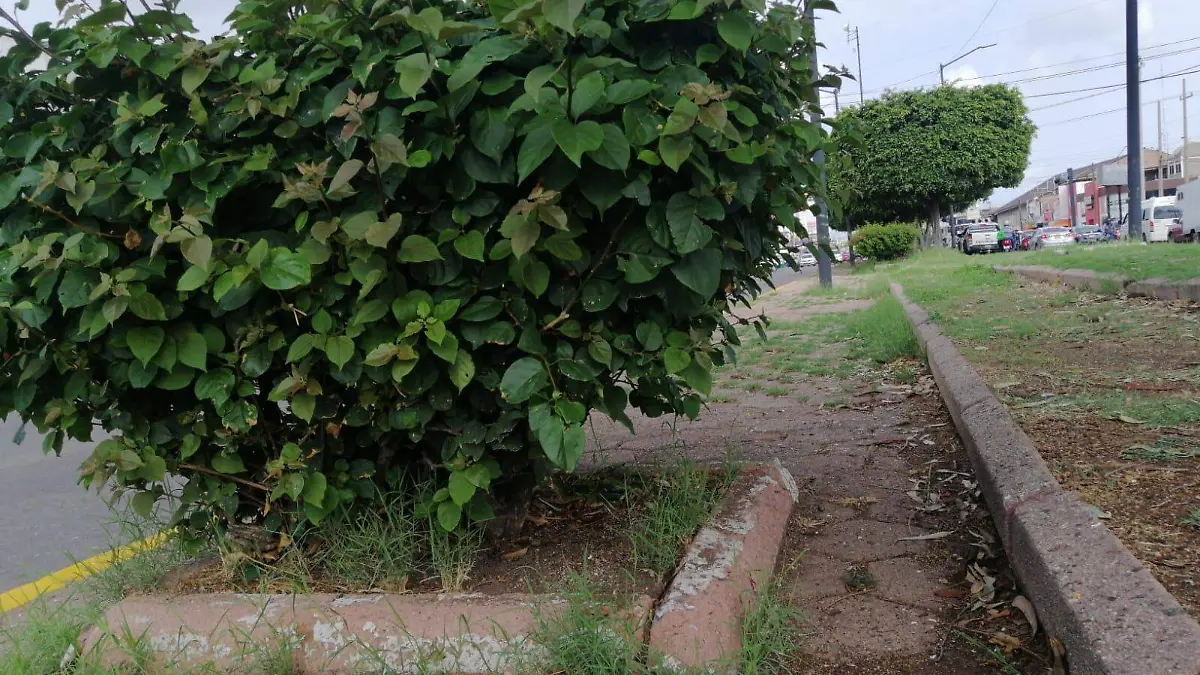 Reforestacion (1)
