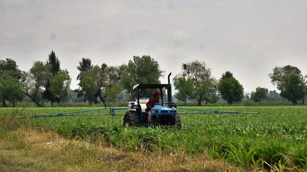 Campo (1)
