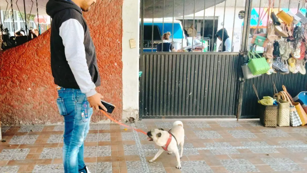 Mascotas-3