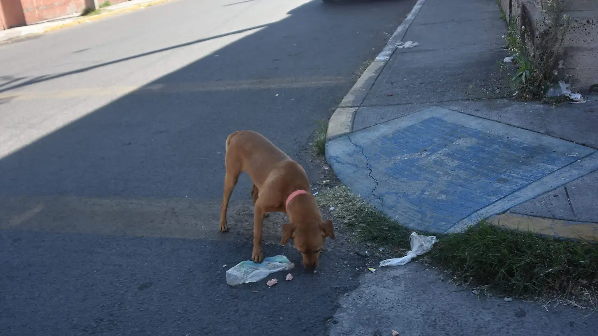 EXISTEN LAGUNAS EN CODIGO PENAL PARA CASTIGAR ZOOFILIA EN GUANJUATO  (1)