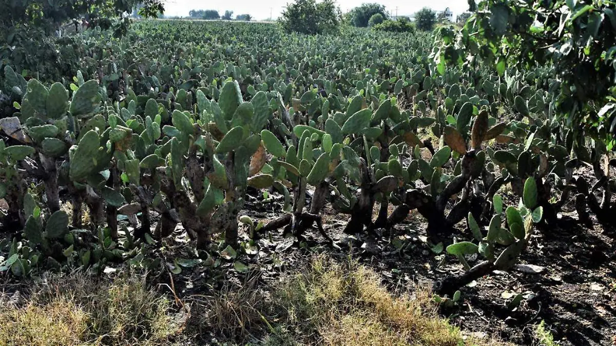 Crecen-robos-en-huertas-de-nopal