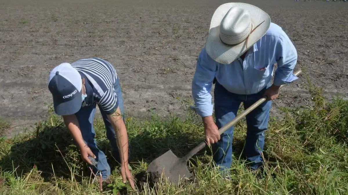 Se suman a programa de reforestación  1