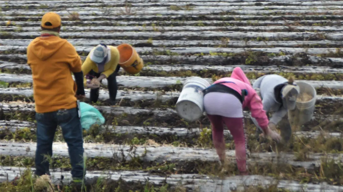 INDISPENSABLES-MUJERES-EN-EL-CAMPOS-SALMANTINO 3 (2)