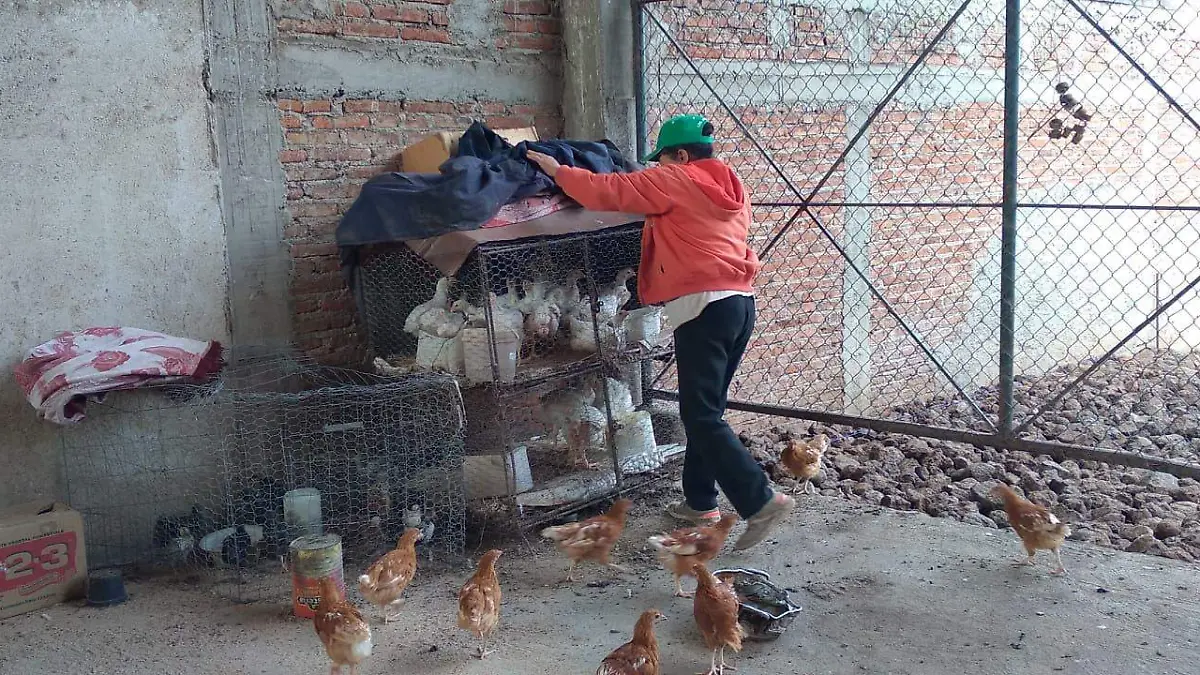 apoyo para gallinas 1
