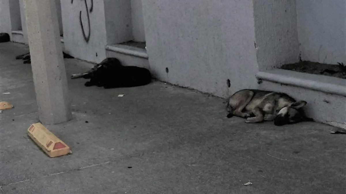 ATIENDE  MEDIO AMBIENTE DENUNCIAS DE MALTRATO ANIMAL 1