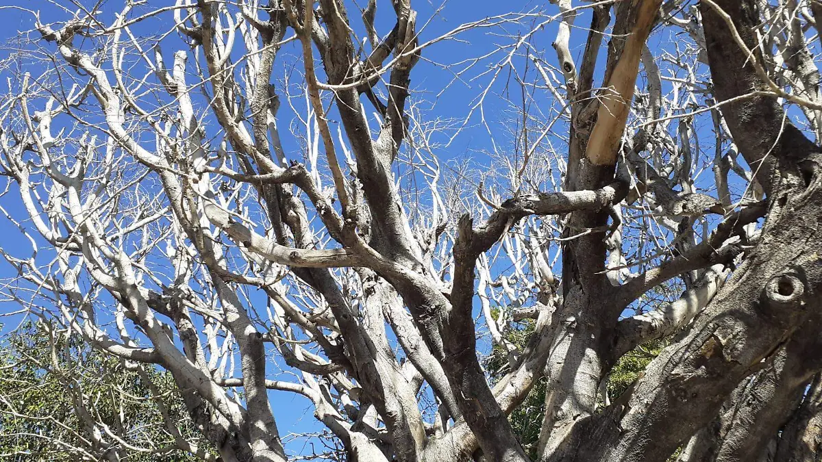 Arboles 1