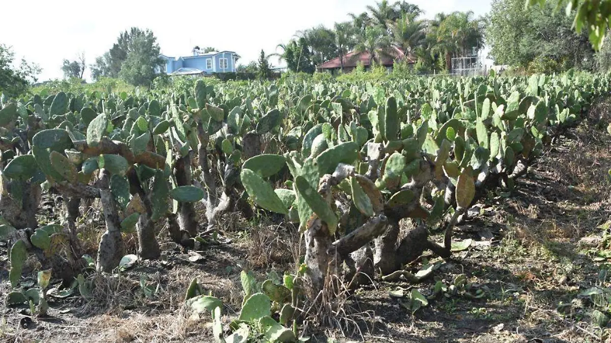 Frio-baja-producción-de-nopal  2 (2)