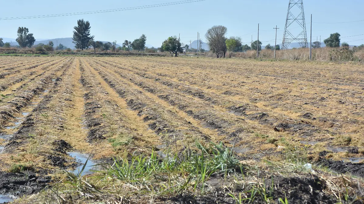 ESCASEZ DE MAIZ ENCARECE TORTILLA  (2)