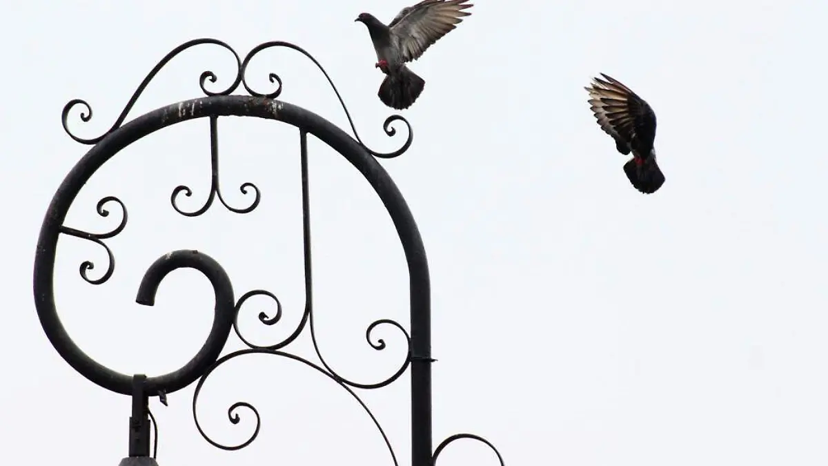 DENUNCIAN CAZA DE PALOMAS EN JARDIN PRINCIPAL 4