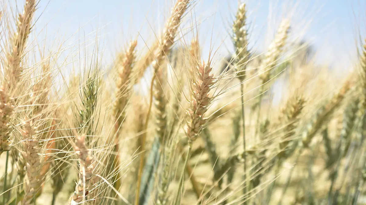INSUFICIENTES APOYOS DE FERTILIZANTE, ANTE LA FALTA DE LLUVIAS 4