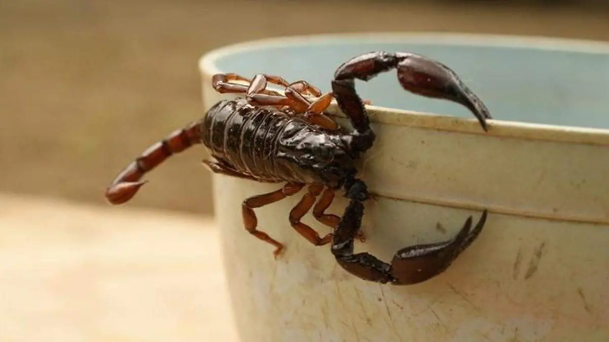 EMITEN RECOMENDACIONES PARA EVITAR PICADURA DE ALACRANES 1