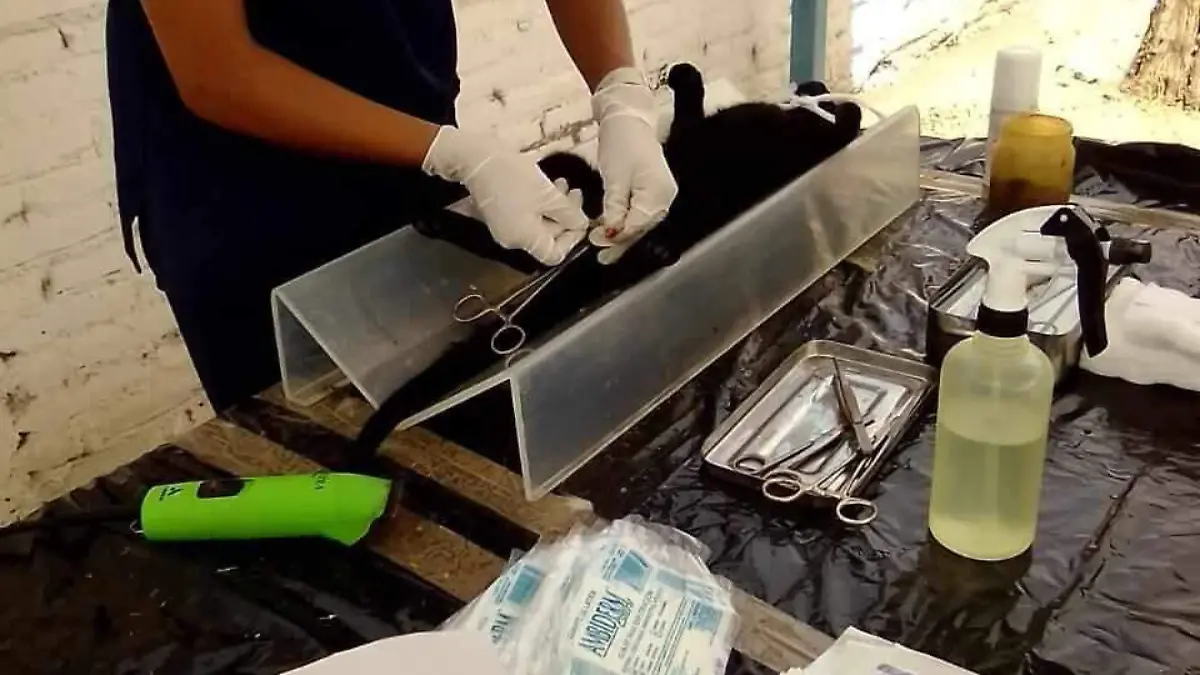 Esterilizacion-2