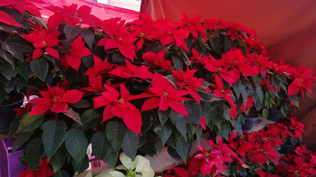LISTOS-PARA-LA-VENTA-DE-NOCHEBUENA-4