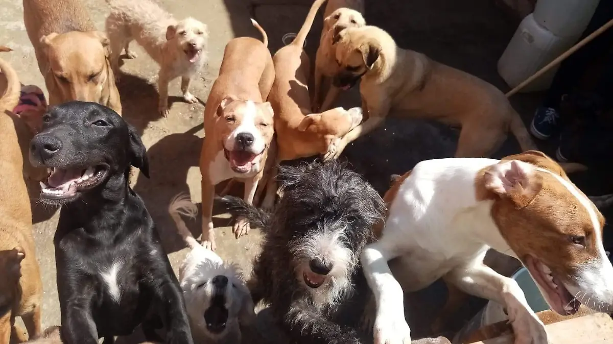 SOLICITAN-APOYO-PARA-ANIMALISTA 3 copia (4)