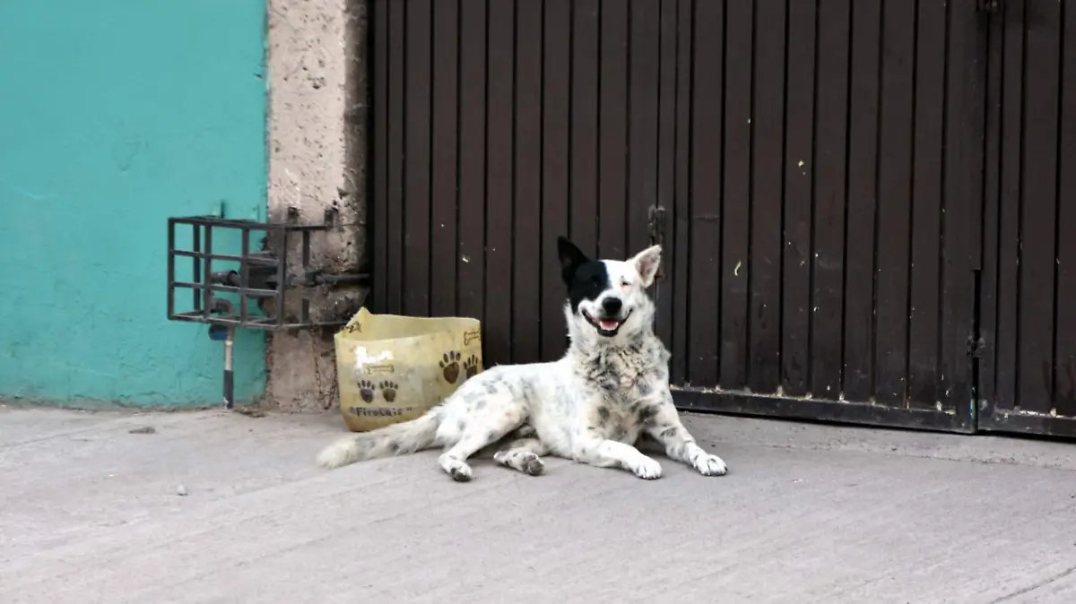 Perros (3)
