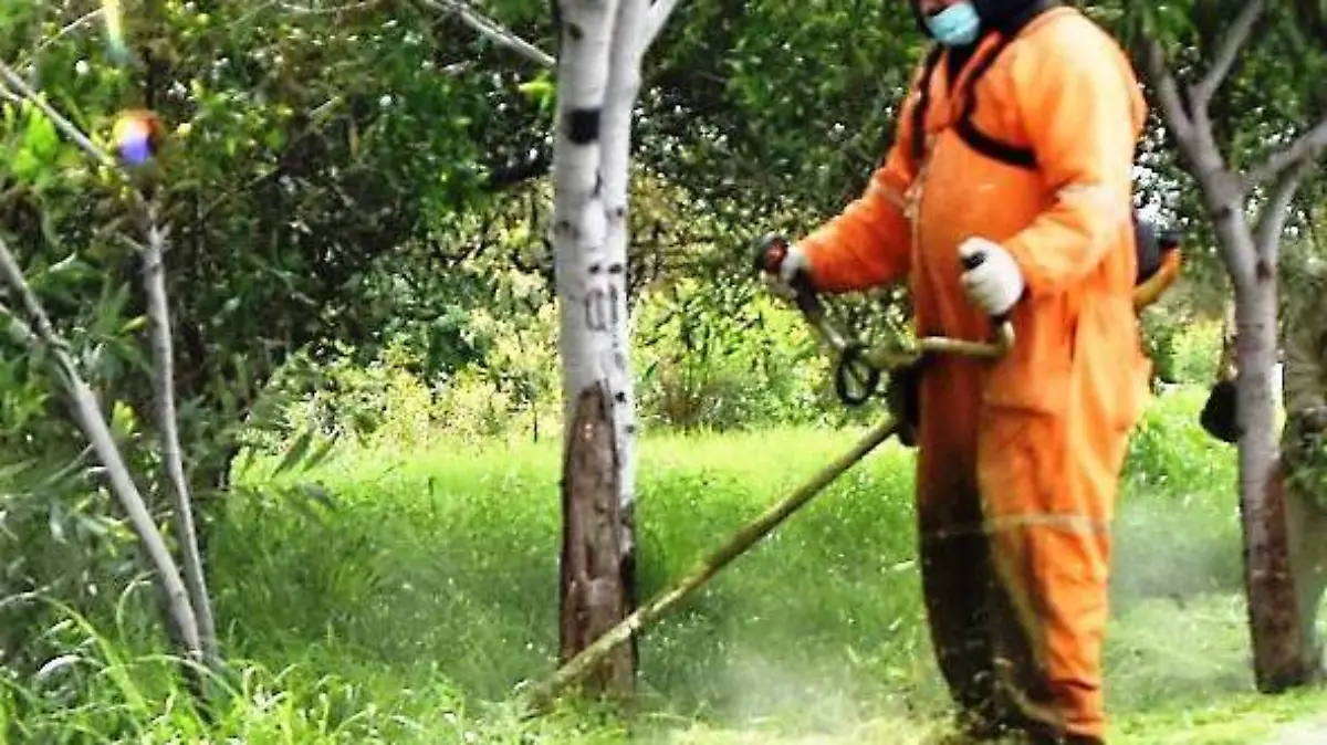 MANTIENEN AREAS VERDES EN BUEN ESTADO (1)