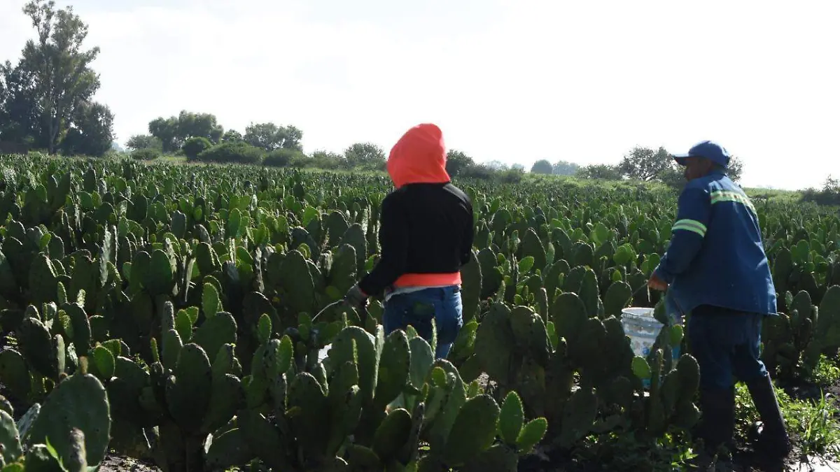 Buena-producción-de-nopal (1)