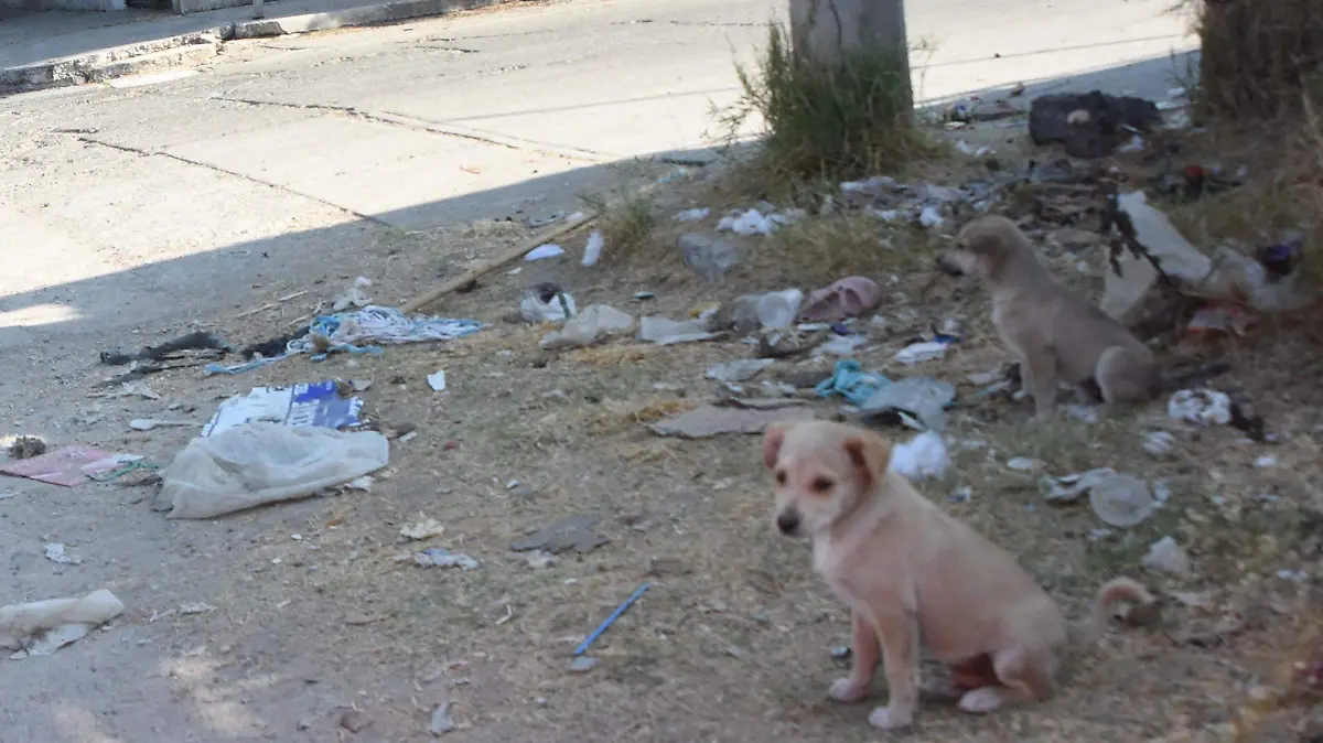 Se incrementó la cantidad de perros en situación de calle 2