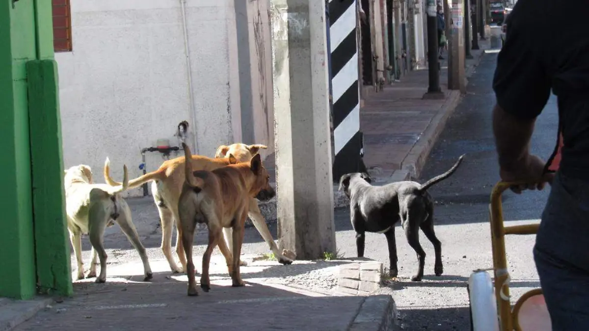 APLAUDEN ANIMALISTAS LEY DE PROTECCIÓN DE ANIMALES 1