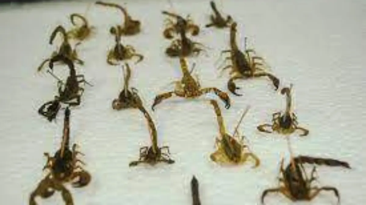 EMITEN RECOMENDACIONES PARA EVITAR PICADURA DE ALACRANES 2
