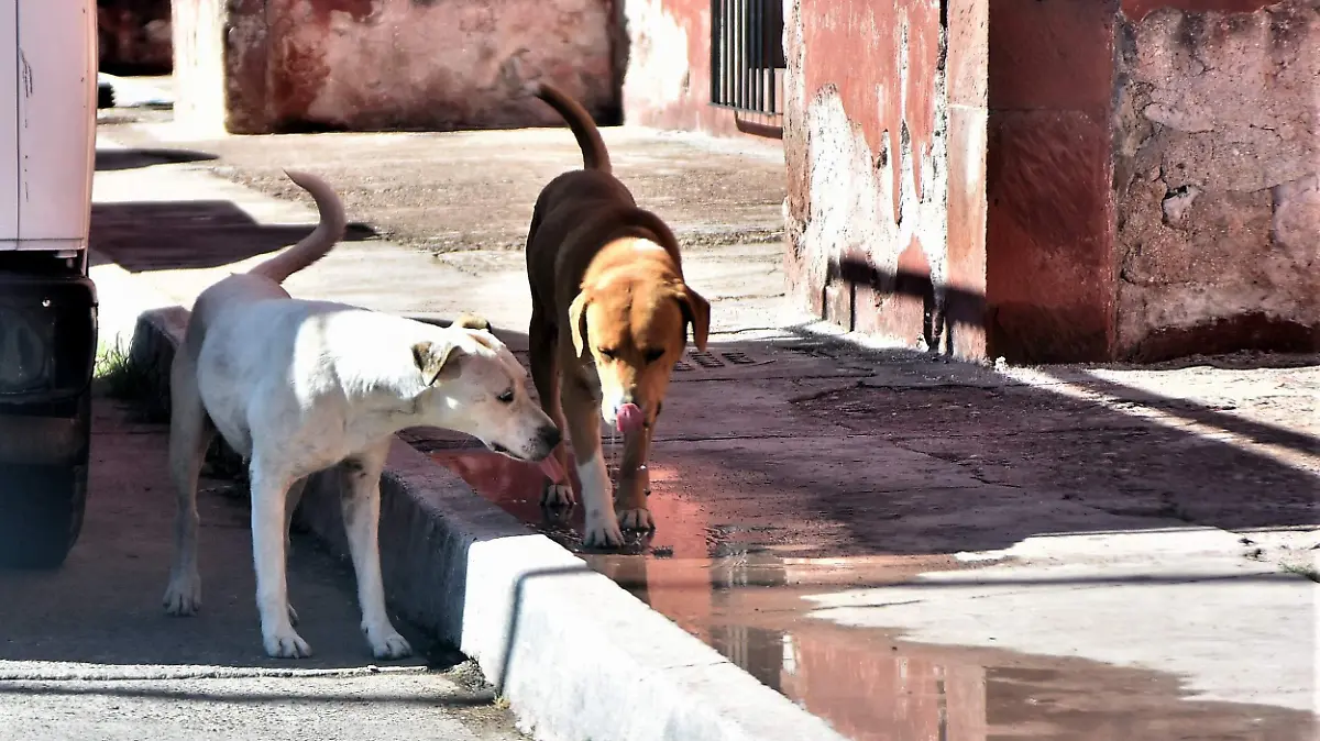 PERROS (1)