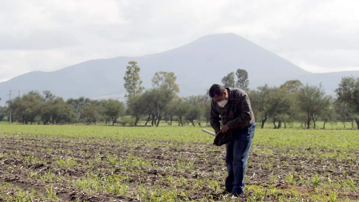 CON MAPEO DE SUELOS PRODUCTORES SALMANTINOS OBTIENEN SEMBRADÍOS MÁS SANOS 1