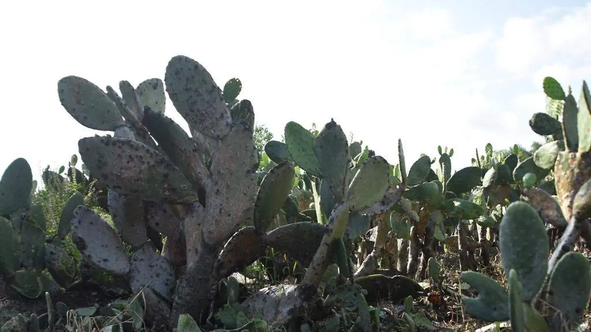 Frio-baja-producción-de-nopal  2 (3)