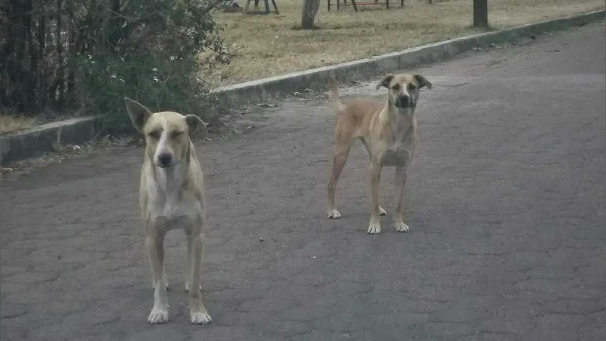 CRECE POBLACIÓN DE ANIMALES EN  ABANDONO 2