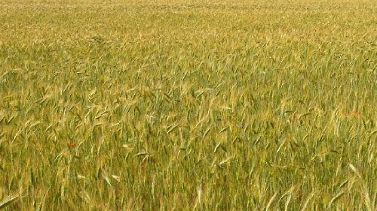 CEBADA