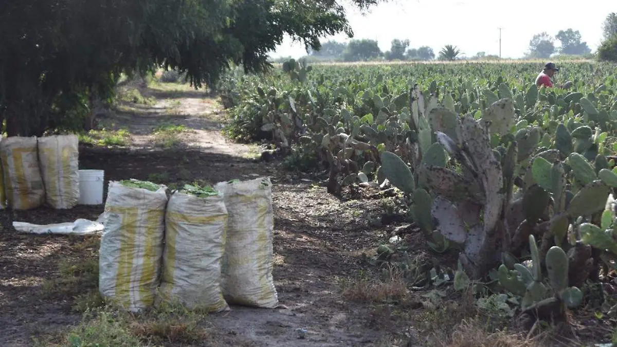 Frio-baja-producción-de-nopal  2 (1)