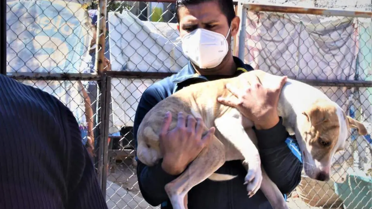 MULTAN A CUATRO PERSONAS POR MALTRATO ANIMAL 1