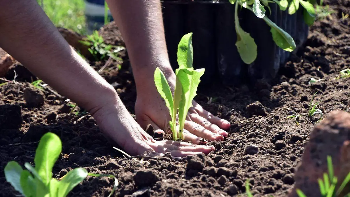 APOYAN AL CAMPO CON PROGRAMAS  DE FRUTALES Y GARBAZOS 1