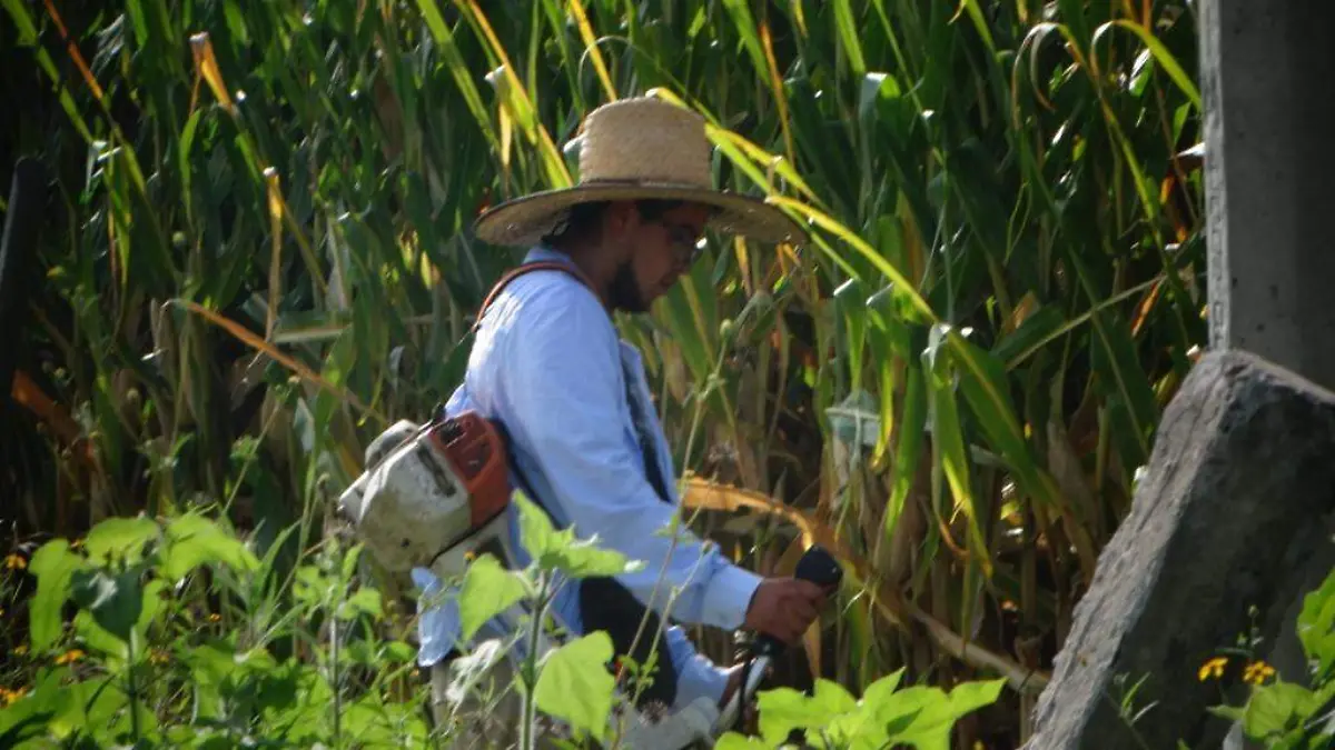 INCREMENTO EN INSUMOS GENERA INCERTIDUMBRE A PRODUCTORES AGRICOLAS 1