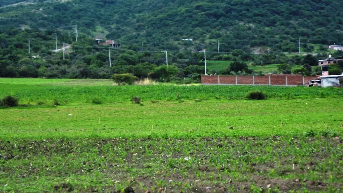 Lluvias-excelentes-para-los-cultivos