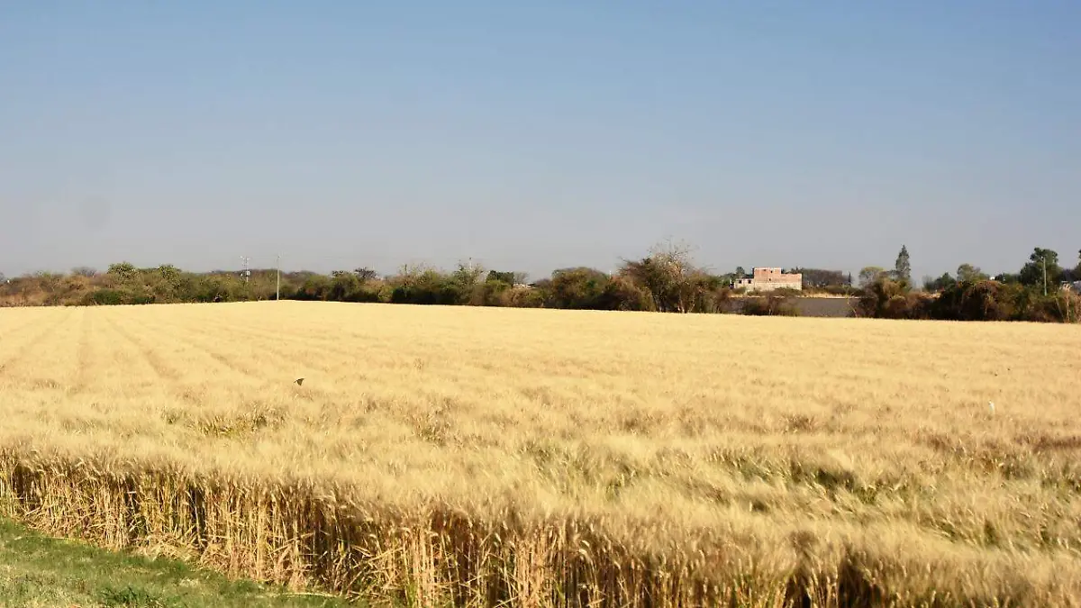 DEJAN CAMPESINOS DE ESTABLECER TRIGO CNC 1