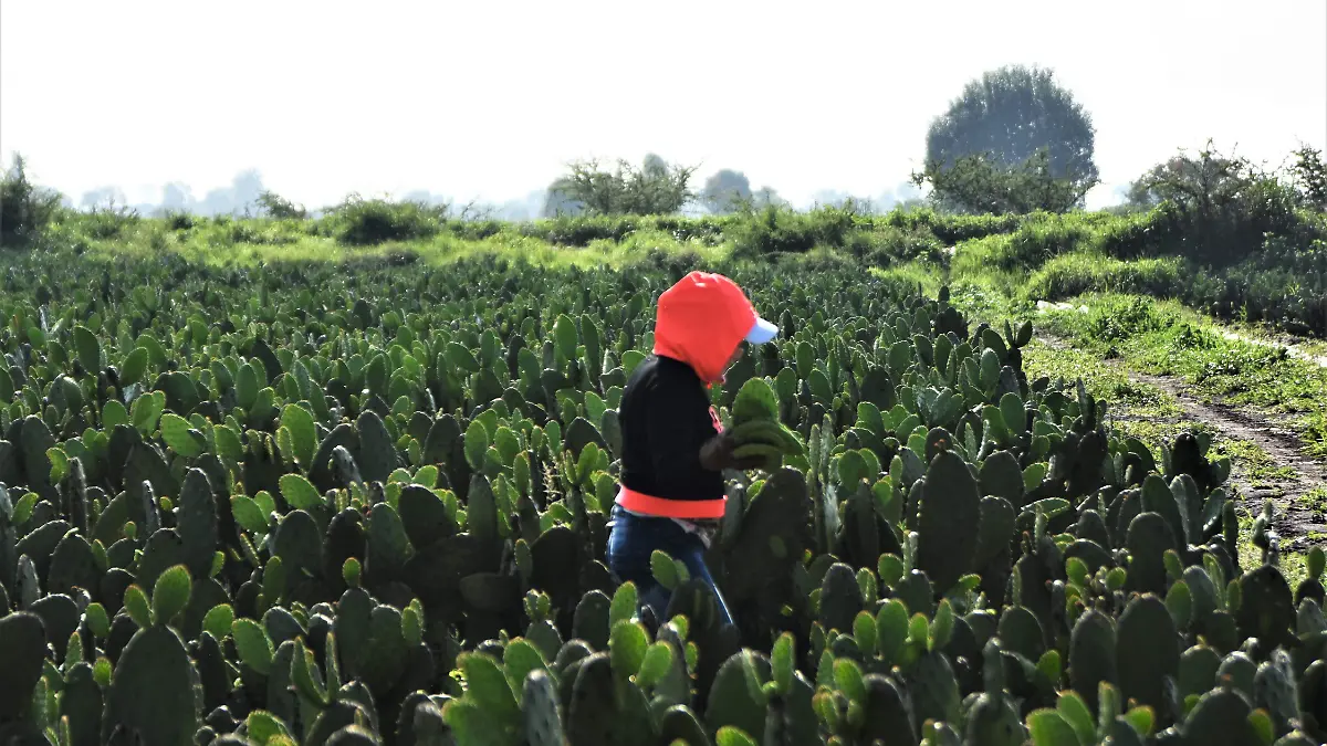 SE MANTIENE PRODUCCION DE NOPAL (1)