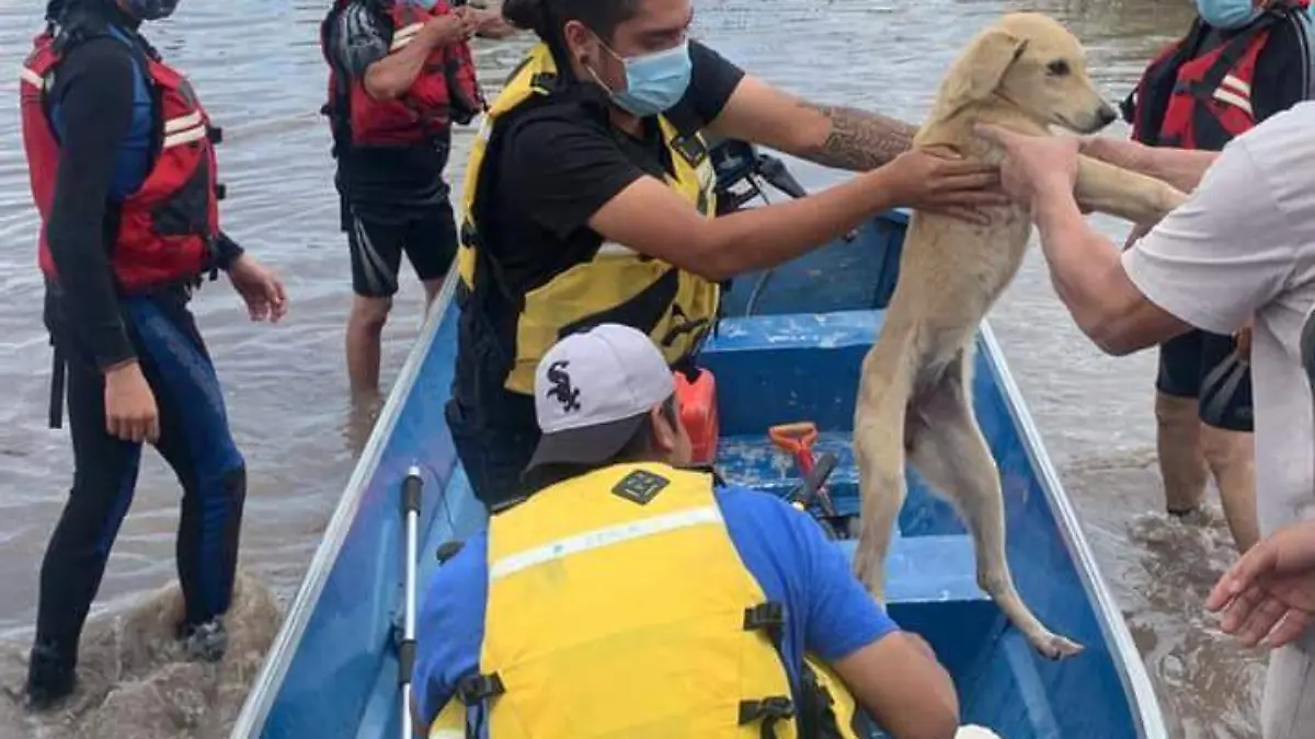 Bomberos-rescatan-a-4-perritos-atrapados 