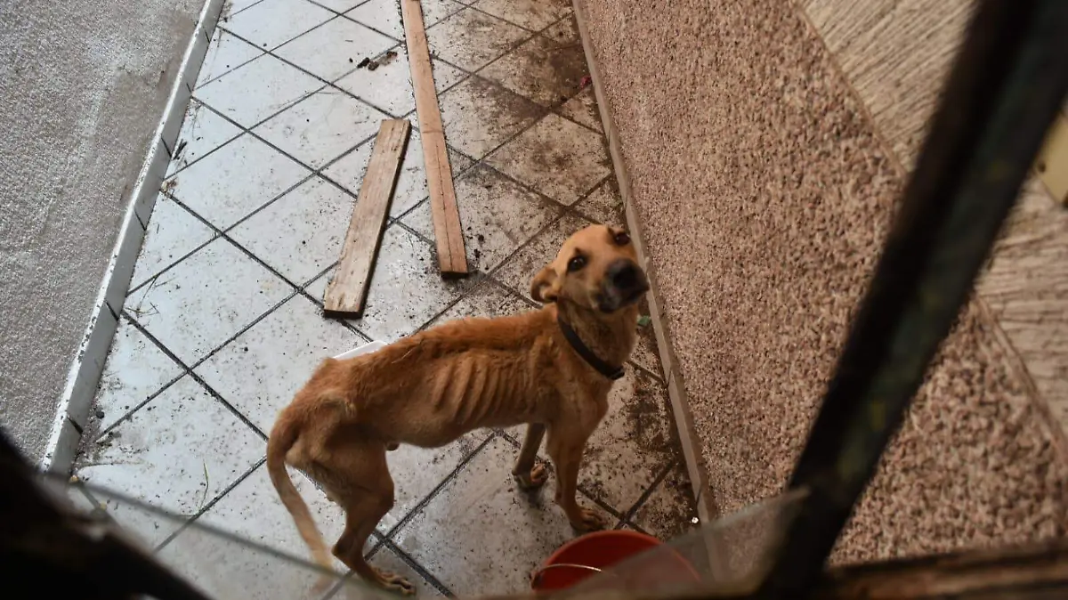 Perros (3)
