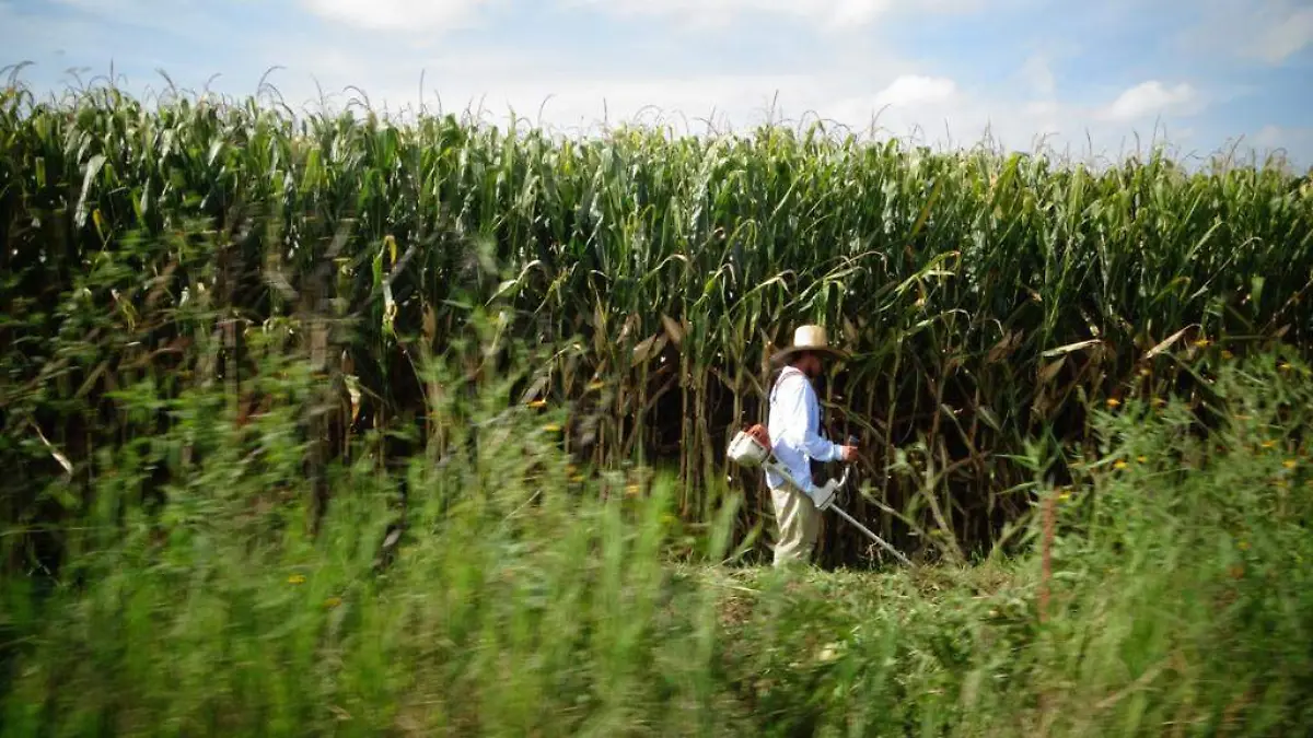 SIN-CUANTIFICAR-PÉRDIDAS-DE-CULTIVOS
