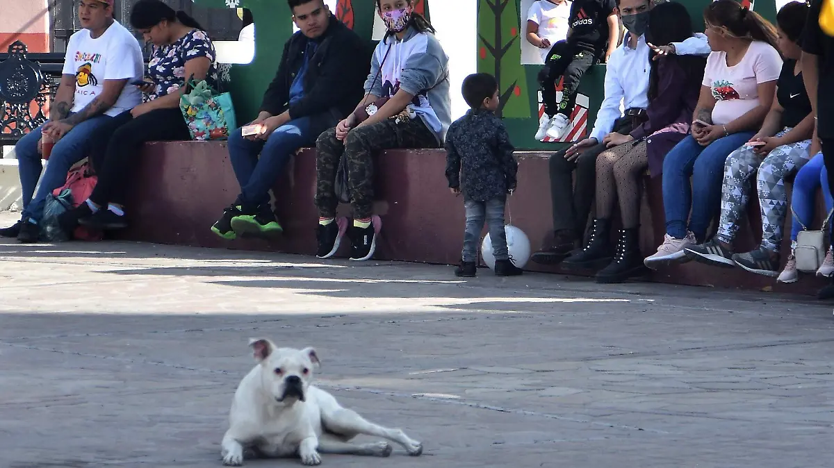 PIROTECNIA-AFECTA-A-ANIMALES-2