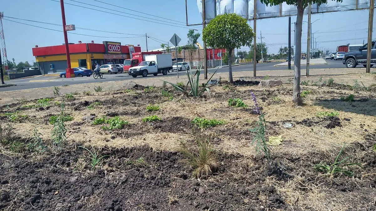 INSTALAN JARDINES POLINIZADORES  EN LA CIUDAD 2