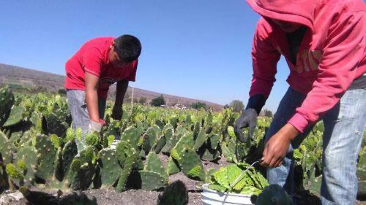 NOPAL (2)