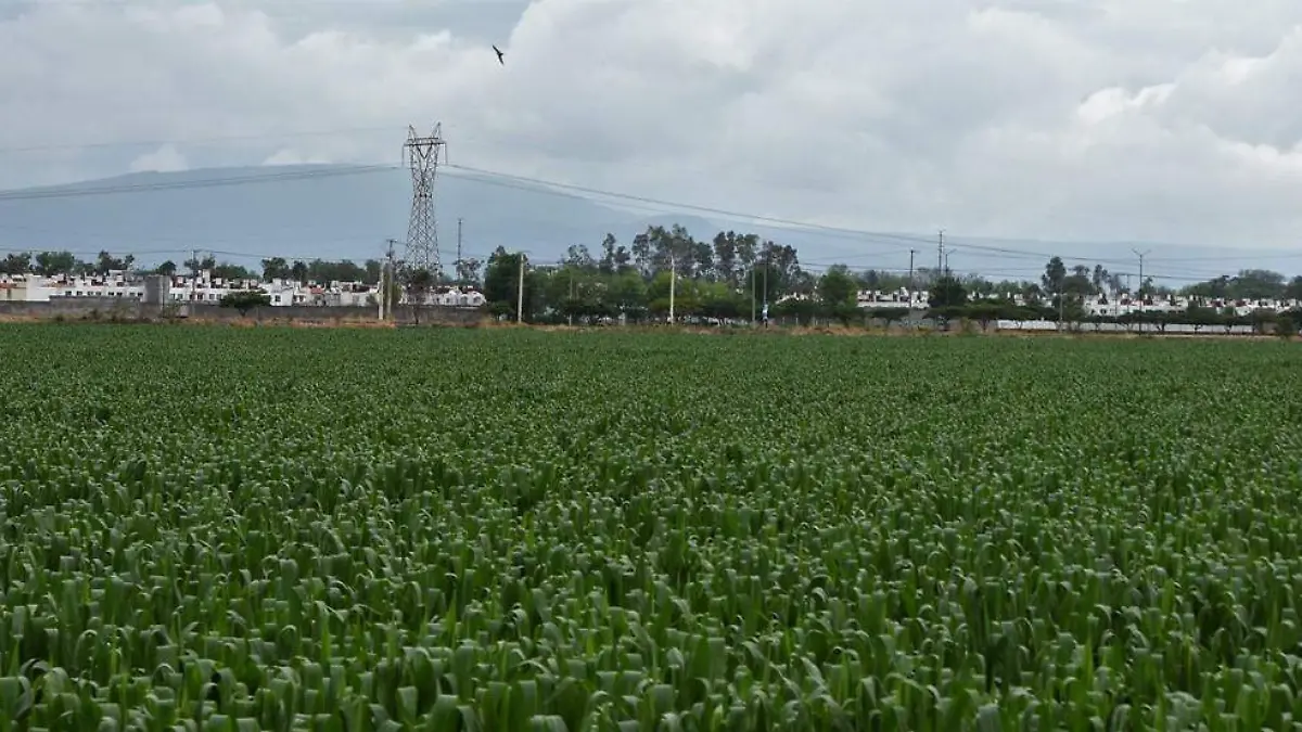 BENEFICIA LLUVIAS A CAMPESINOS DE VALTIERRILLA 2
