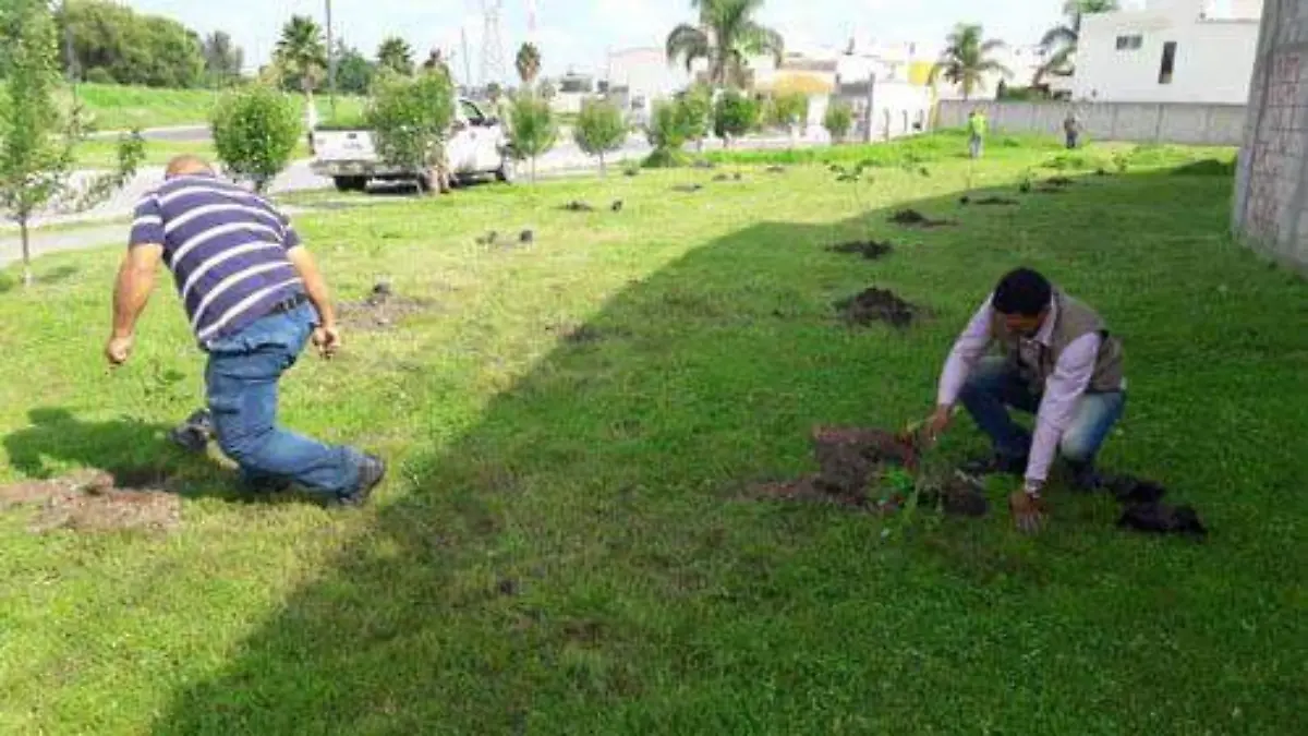 REFORESTCI´´ON 1