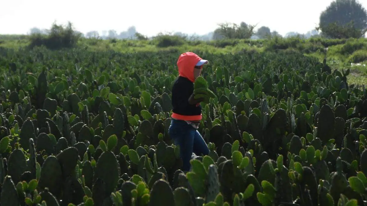 Lluvias-afectan-producción-de-nopal