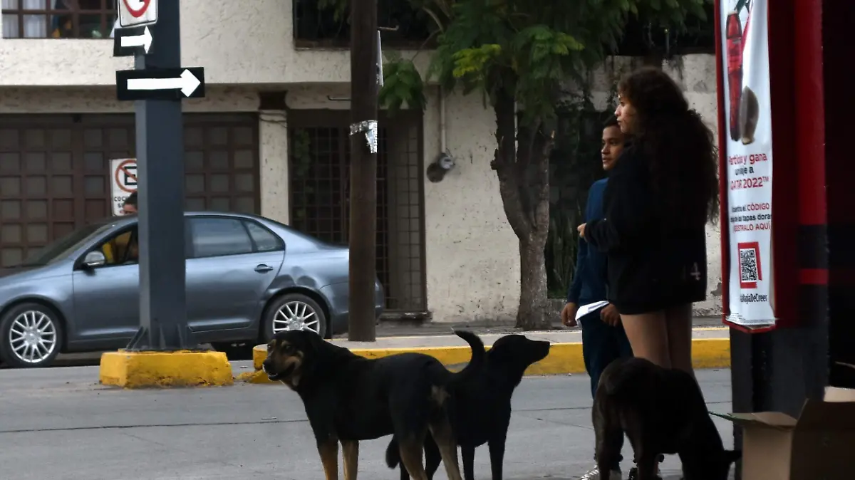 También-maltrato-animal 