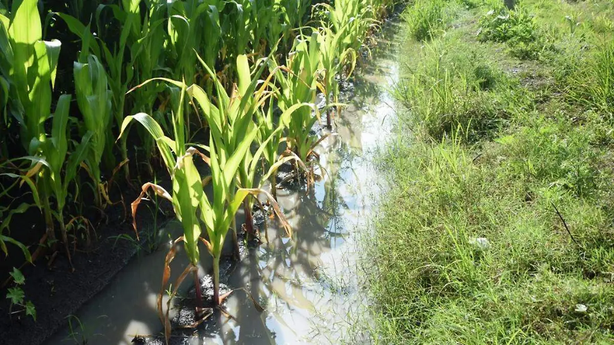 Trabajar-en-sus-tierras