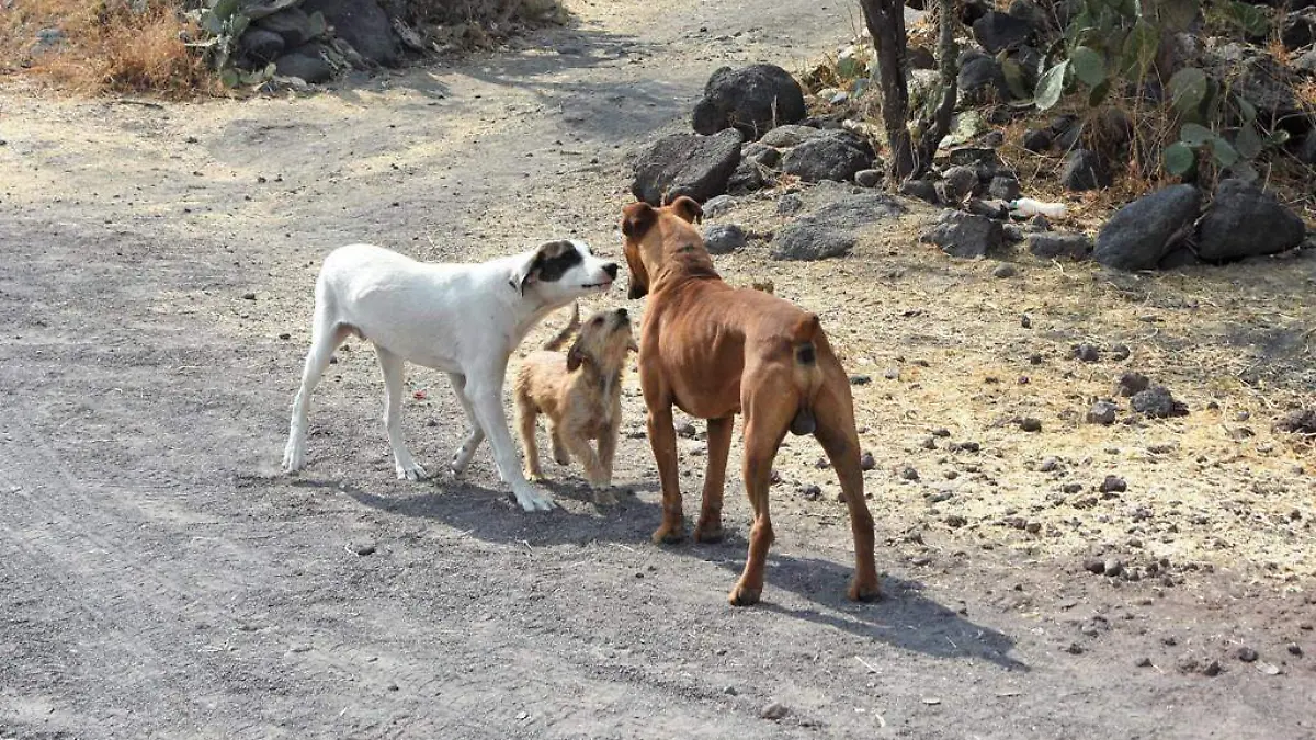 MUEREN CANES POR USO DE PIROTECNIA 3