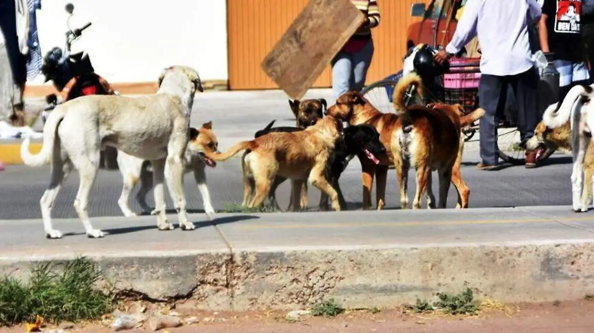 INTERPONEN ANIMALISTAS 4 DENUNCIAS POR MALTRATO ANIMAL 2
